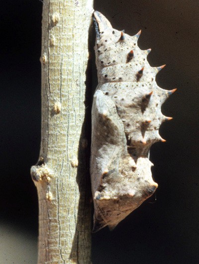 Mourning Cloak Chrysalis2.jpg