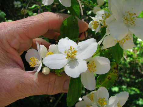 Philadelphus lewisii-2.jpg