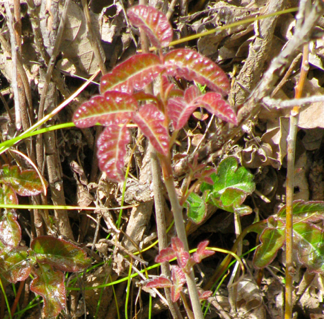 PoisonOak.jpg