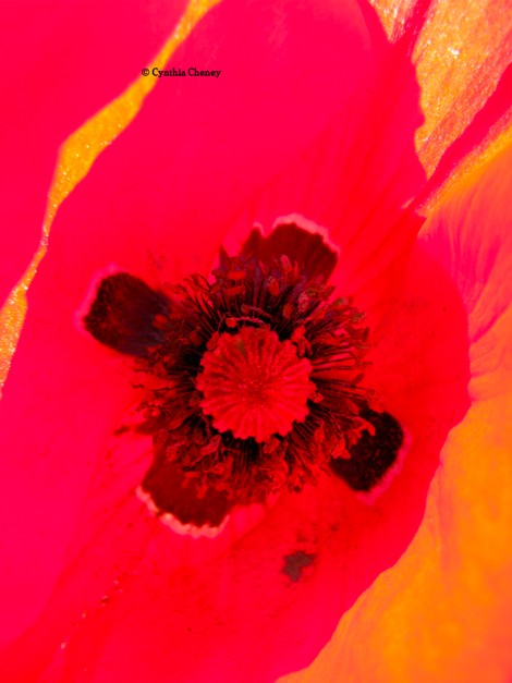 poppyRed2.jpg