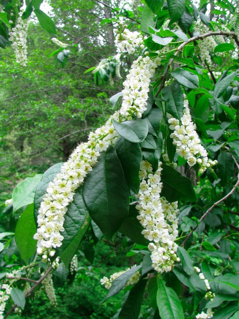 Prunus virginianus .jpg