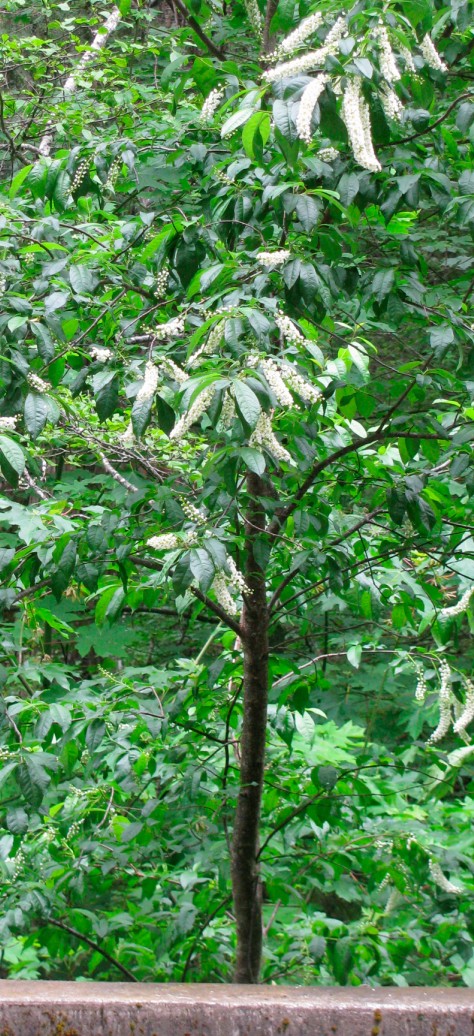 Prunus virginianus tree.jpg