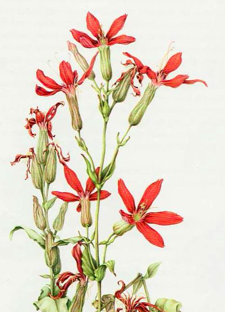 Silene_regia.jpg