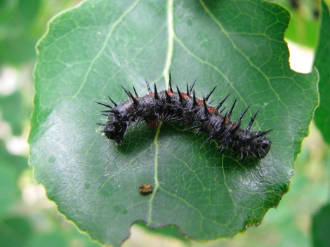 TentCaterpillarCloseup1.jpg