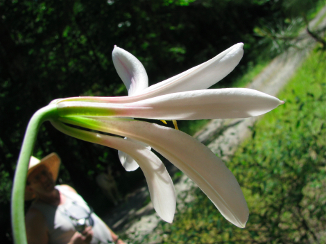 Washington lily 2.jpg