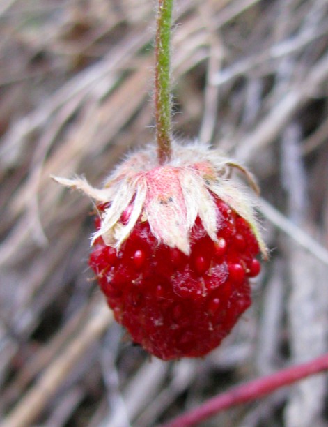 WildStrawberryRipe.jpg