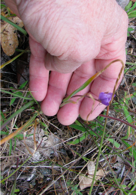 Blue dick leaves.jpg