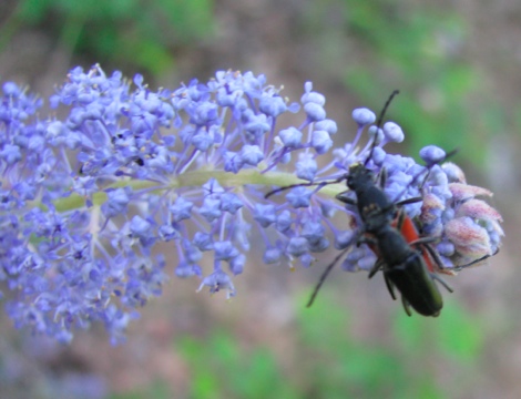 Ceanothus thyrsiflorus & mating beetles.jpg