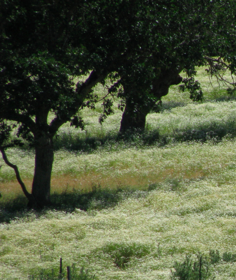 Daisies& Oaks.jpg