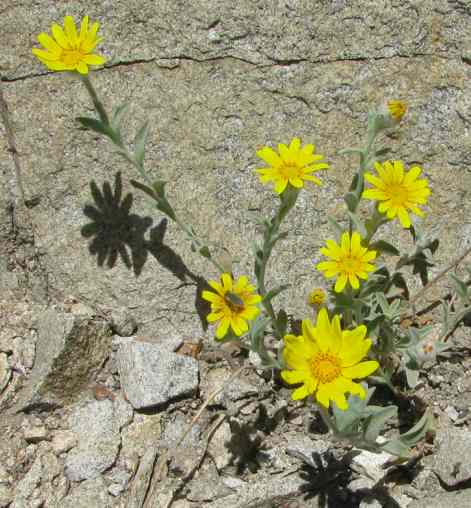 Eriophyllum lanatum, Oregon Sunshine - 1.jpg