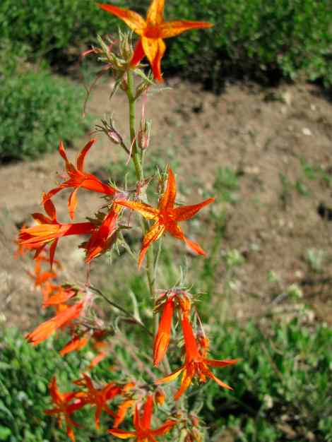 Ipomopsis aggregata, Scarlet Gilia # - 06.jpg