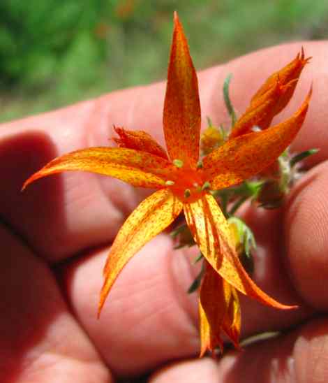 Ipomopsis aggregata, Scarlet Gilia CLOSE.jpg