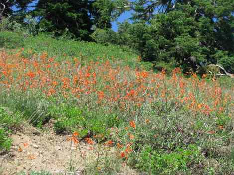Ipomopsis aggregata, Scarlet Gilia en masse.jpg