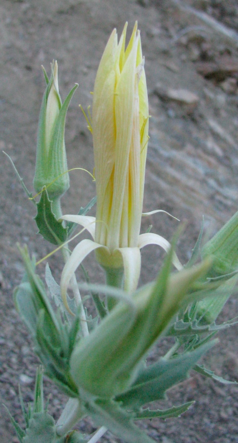 Mentzelia laevicaulis, Blazing star, flower buds.jpg
