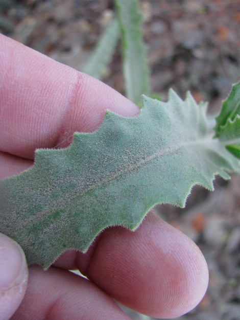Mentzelia laevicaulis, Blazing star leaf close-up.jpg