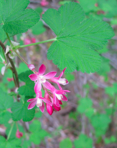 Ribes sanguineum.jpg