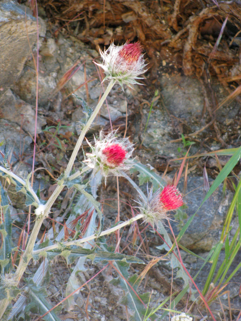 Snowy thistle roadside.jpg