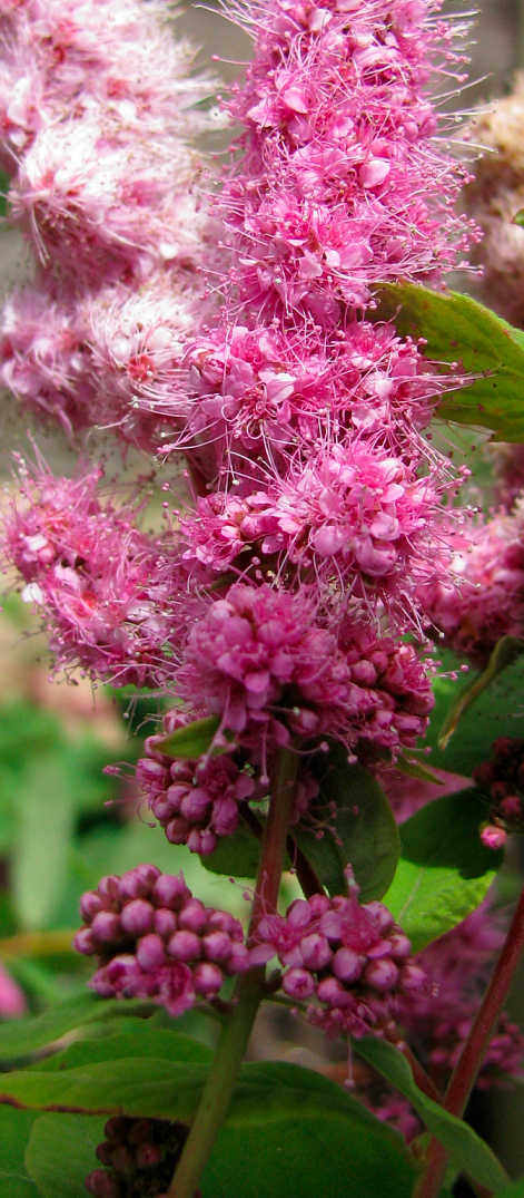 Spiraea douglasii.jpg