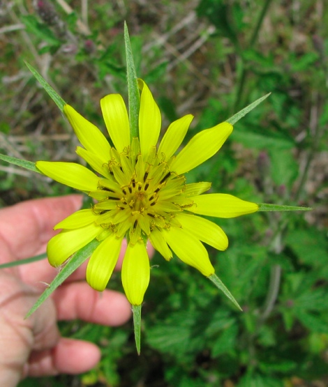 Tragopogon dubius  -Yellow Salsify,Western Salsify -flower.jpg