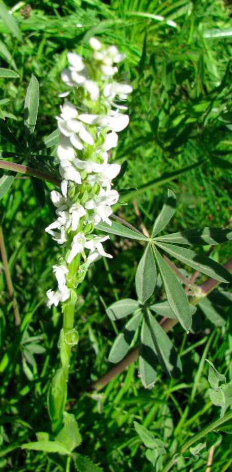 White bog orchid, Platanthera leucostachys - 1.jpg