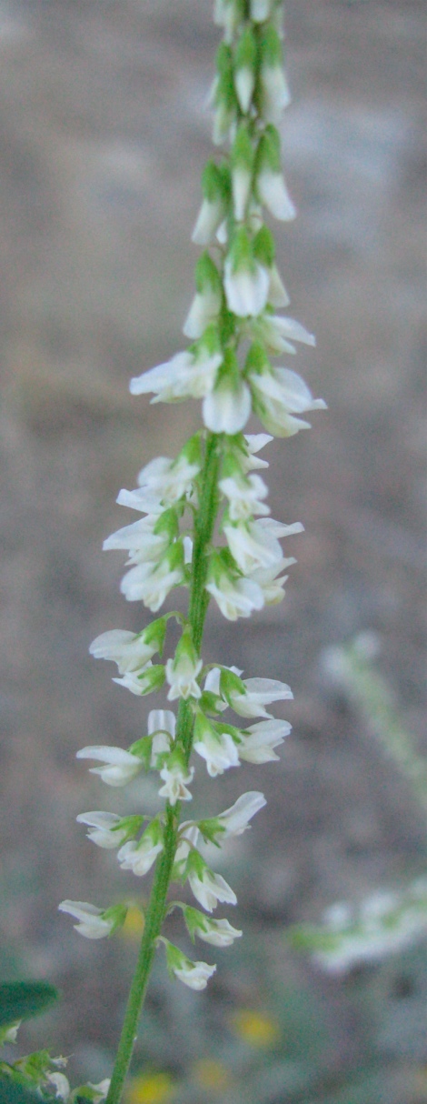 White sweet clover, Melilotus albus -closeup.jpg