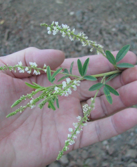White sweet clover, Melilotus albus .jpg