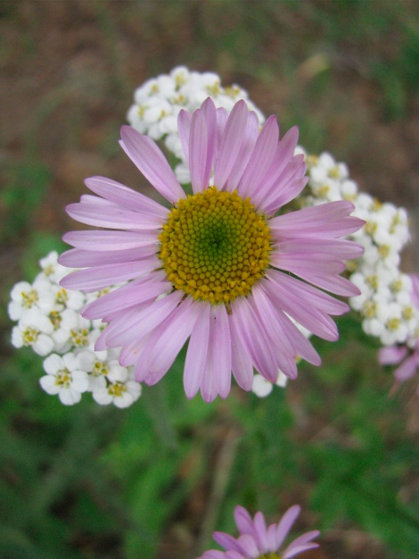 Aster family purple, and yarrow.jpg