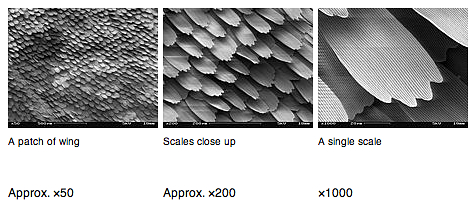 ButterflyWingScales.jpg