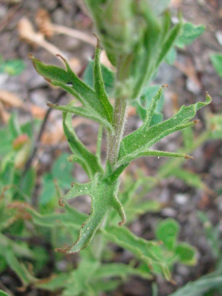 Castilleja applegatei, Wavy-leaf PaintbrushLEAVES.jpg