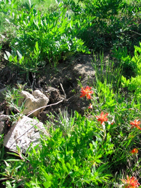 Castilleja species along a seep.jpg