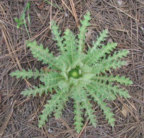 Cirsium scariosum, elk thistle.jpg