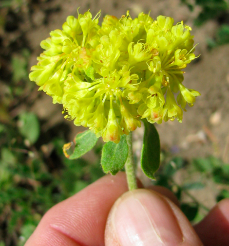 Eriogonum umbellatum, Sulphur-flower Buckwheat CLOSE.jpg