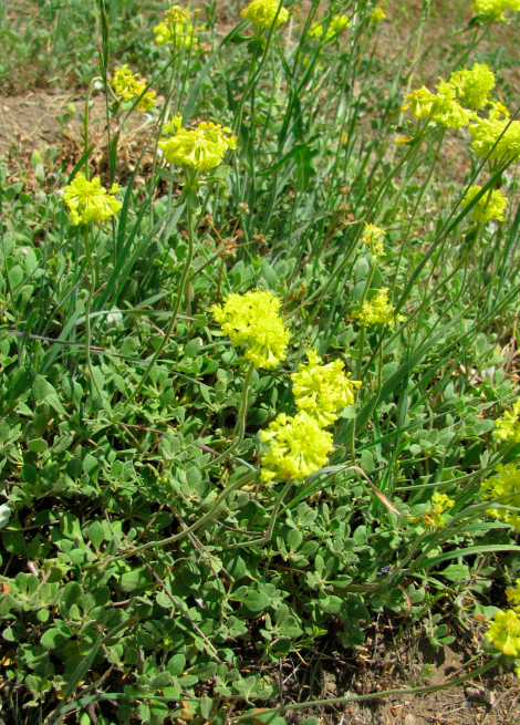 Eriogonum umbellatum, Sulphur-flower Buckwheat.jpg