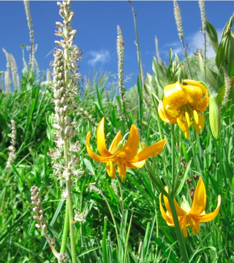Lilium pardalinum, Veratrum californicum (foliage), .jpg