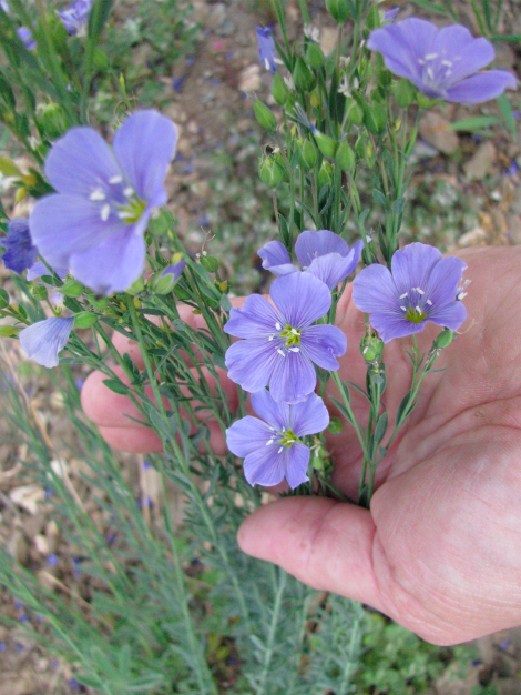 Linum lewisii (Linum perenne var. lewisii), Lewis flax, blue flax, prairie flax2.jpg