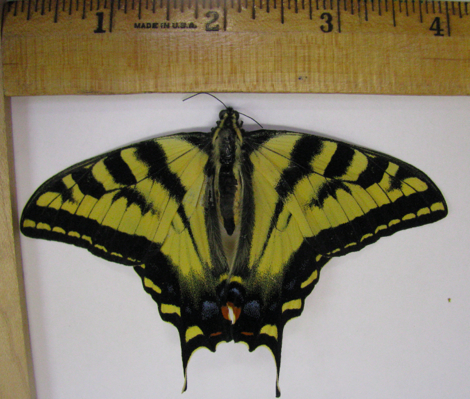 Papilio 02 Dorsal.jpg