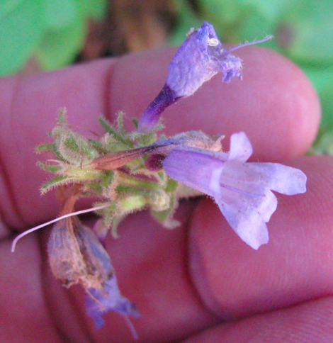 Penstemon azureus, azure penstemon.jpg