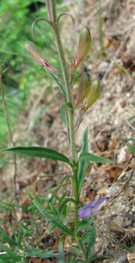 Penstemon, unknown species 1 LEAF.jpg