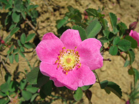 Rosa woodsii, Woods' rose.jpg