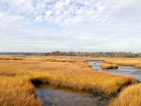 Salt Marsh.jpg