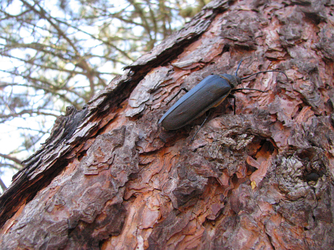 Ergates spiculatus Spined woodborer on tree.jpg