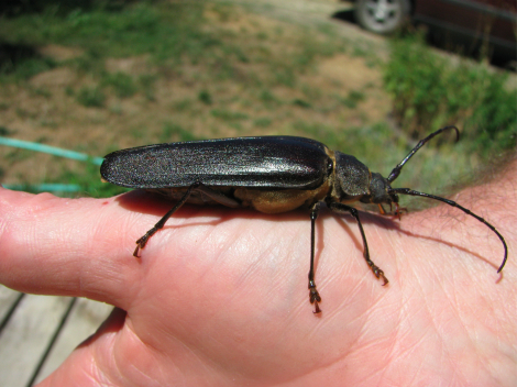 Ergates spiculatus Spined woodborer,4Scale.jpg