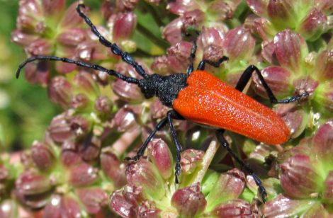 Desmocerus aureipennis, male Elderberry Longhorn Beetle