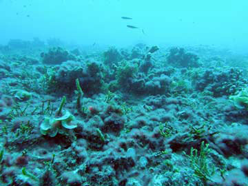 Flattened coral reef, degraded by loss of branching coral).jpg