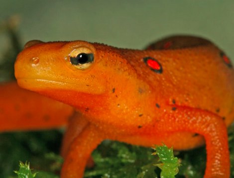 Newt, Eastern.jpg