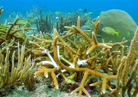 Healthy Staghorn coral (Acropora cervicornis).jpg