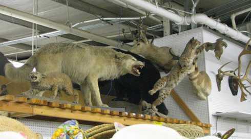 BlackBird taxidermy display 1.jpg