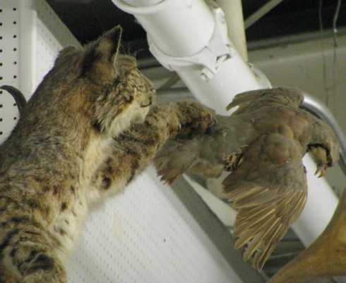 BlackBird taxidermy display, bobcat leaps for grouse.jpg
