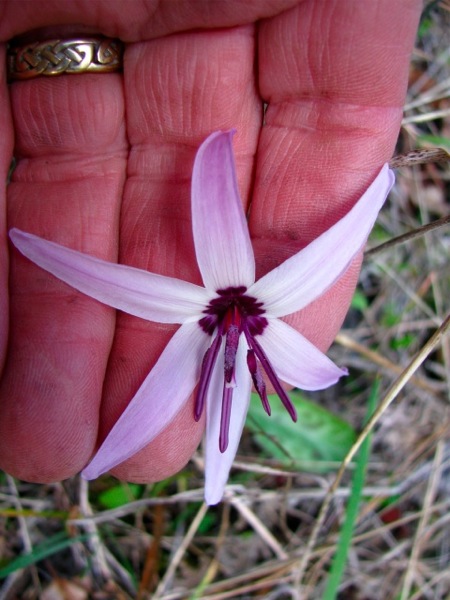 Erythronium hendersonii flower underside