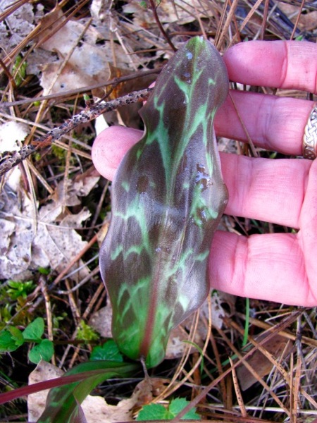 Erythronium hendersonii, leaf